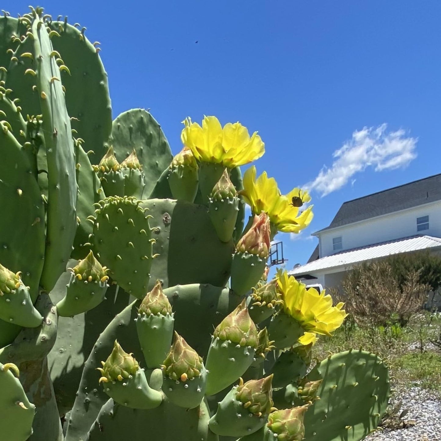 Creation Cultivated - Live "Spineless Prickly Pear Cactus" - Opuntia cacanapa "Ellisiana" (1 PAD Cutting) / Winter Hardy Cactus - USDA Zone 6 / Unrooted Freshly Cut Cactus Pads / Tortoise Food