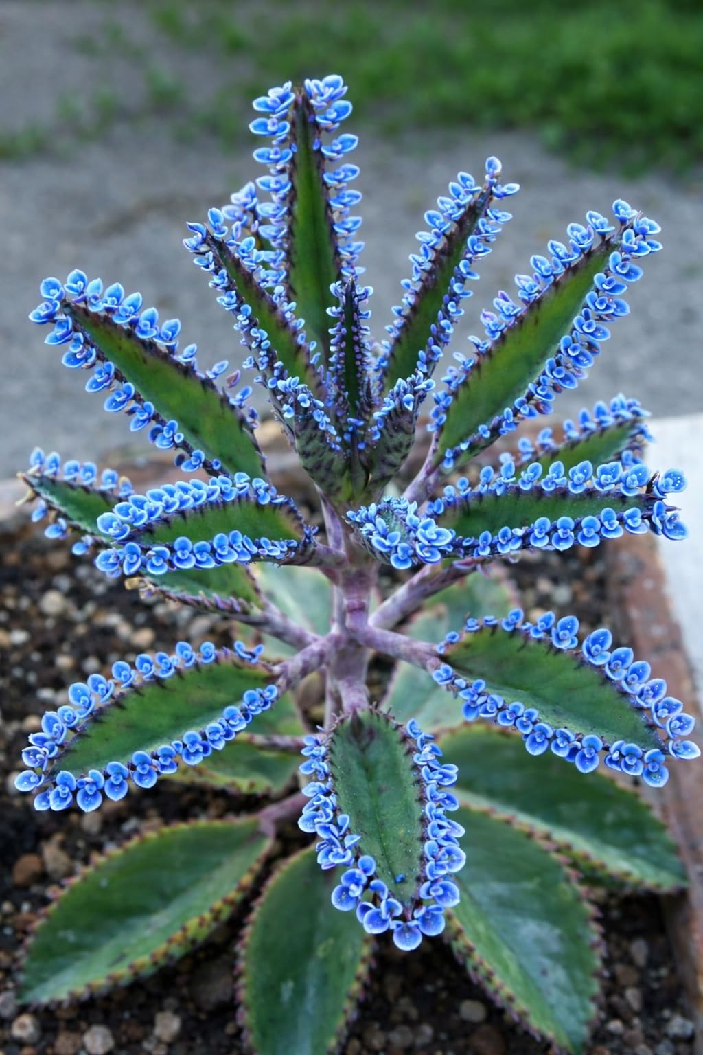 Blue Mother of Millions Live Plant in 2 Inch Pot - Kalanchoe Delagoensis Starter Plant