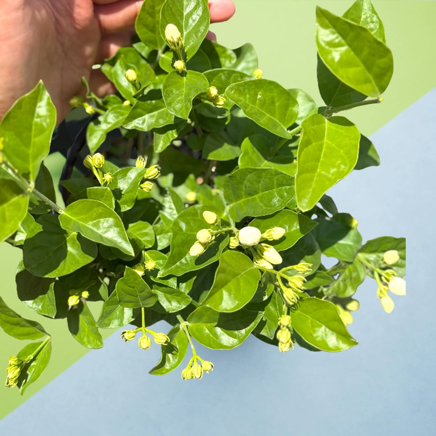 Live Jade Sambac Plant in 6" Pot - Rare Fragrant Jasmine Variety, Easy Care Tropical Houseplant for Home Decor, Gardens, and Unique Gifts (Heat Pack Included)