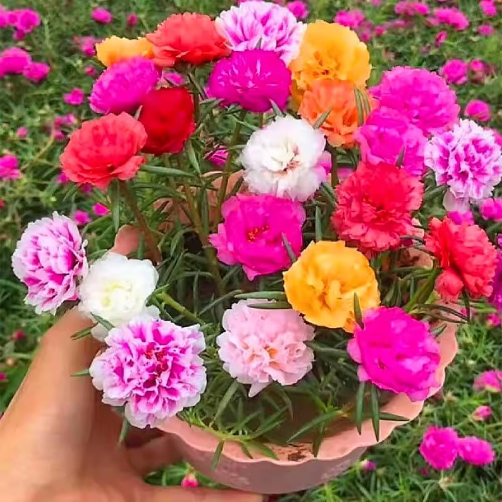Mix Moss Rose Plants Live, 3 to 5 Inc Tall, Moss Rose Portulaca Plants, Ground Cover Plant Garden