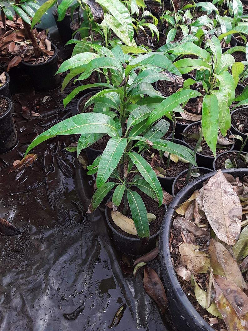 Mango Tree - Live Fruit Tree in a 3 Gallon Pot - Mangifera Indica 'Kent' - Tropical Edible Fruit Bearing Tree