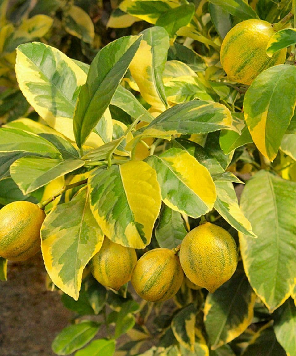 Live Plant - Pink Variegated Eureka Lemon Tree - Semi-Dwarf - 18-24" Tall - Live Citrus Plant