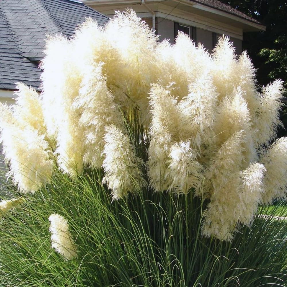 White Pampas Grass Plant Live, 4'' Potted, Perennial Ornamental Pampas Grass Live Plant, 4 to 7 Inc