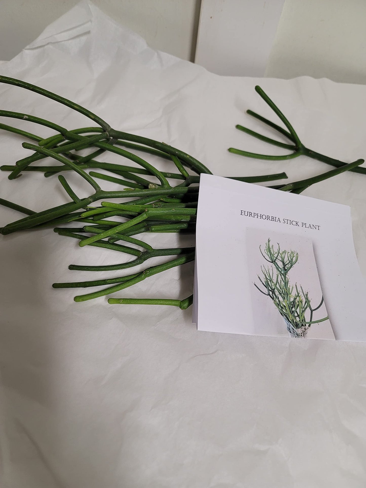 Pencil Cactus Indian Tree Spurge (euphorbia tirucalli) 10 clips (approx 6-8")