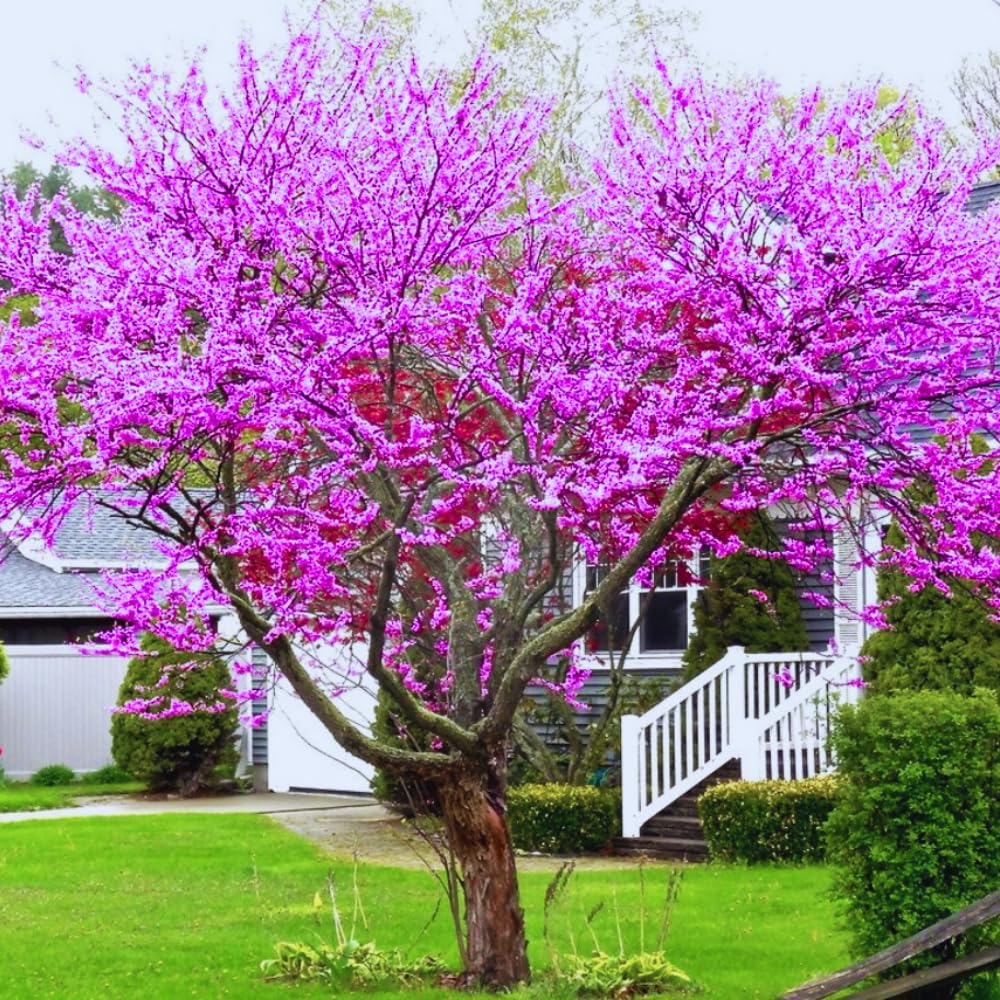 04 Eastern Redbud Trees Live Plants Dormant Seedling, Bare Roots 6 to 14 Inches Tall, Purple Flowers Red Bud Tree for Growing