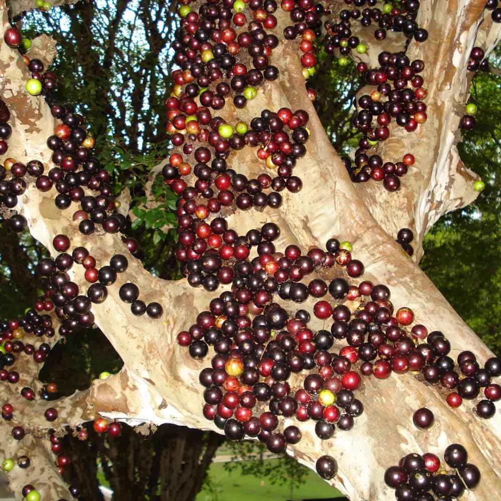 Jaboticaba Fruit Tree Live Plant, Large Size 1 Feet Tall, Jabuticaba Plant Live Great for Home Garden