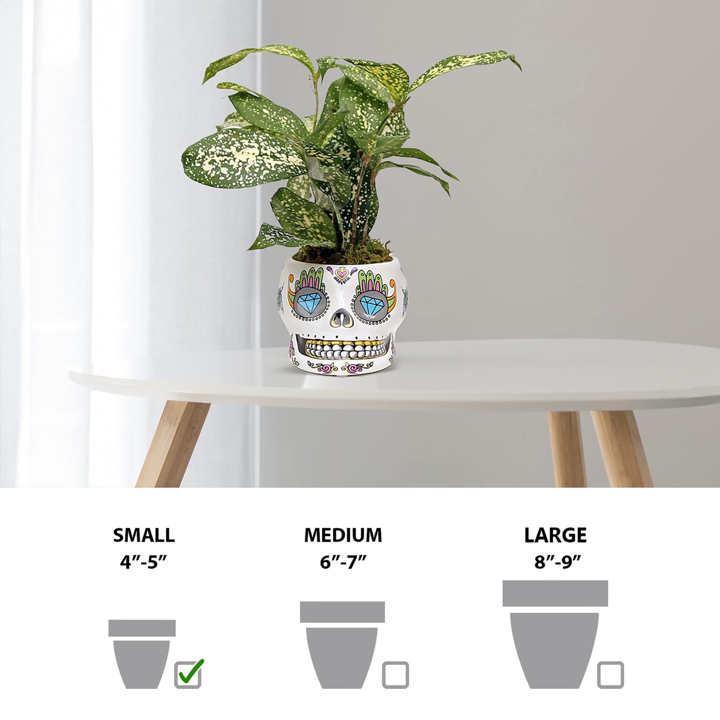 Live Florida Beauty Golddust Spoted-Leaf Dracaena Surculosa, Variegated Tropical Houseplant, Office Gift, Plant Lover Gift, Gardening Gift, Best Friend Gift in 4" Ceramic Skull