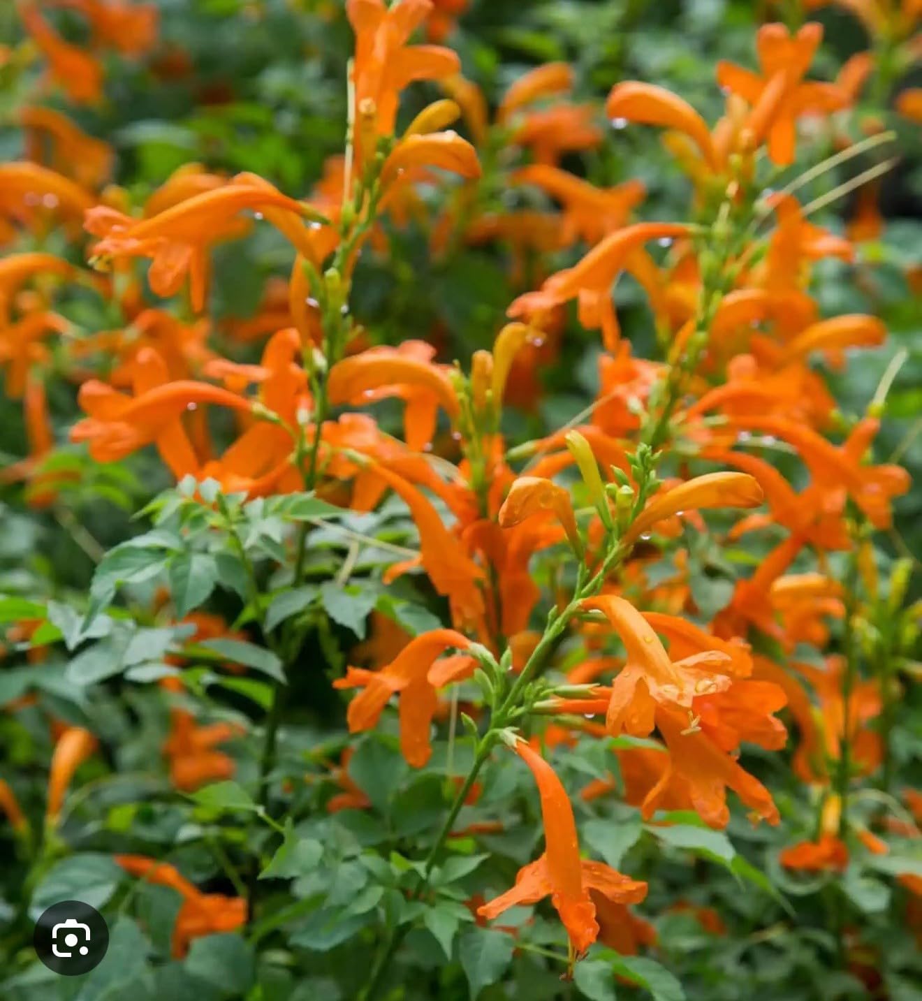 Live Plant - Cape Town Orange Tecomariasmall Rooted Starter Planthummingbird Heaven!