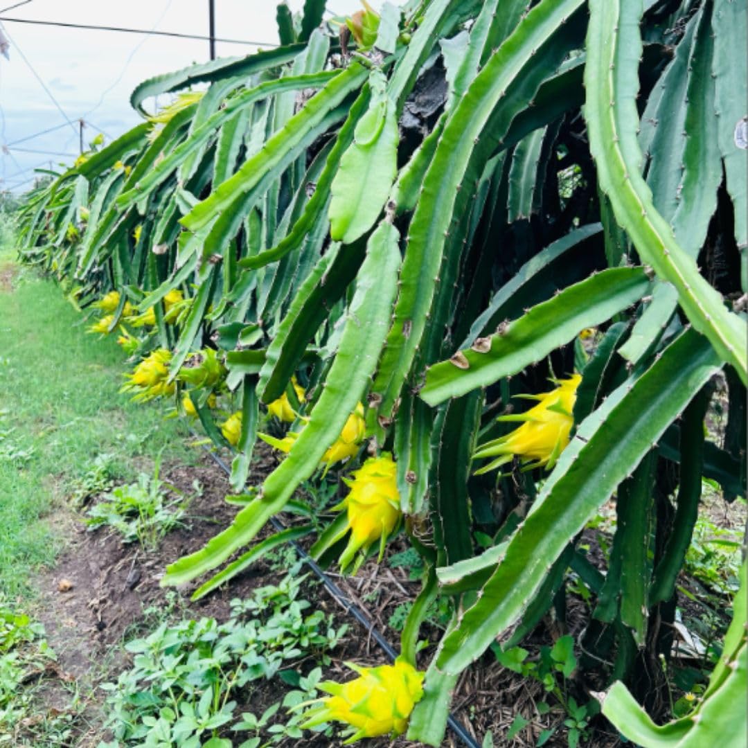 Sweet Yellow Dragon Fruit Plant 1 Gallon, Tropical Dragon Fruit Plant Live for Planting Outdoor Home Gardening