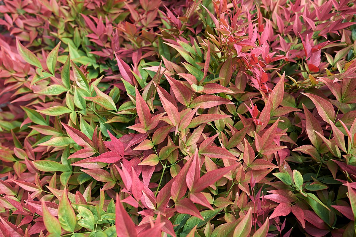 2 Heavenly Bamboo, Live Plants (Nandina Domestica), 2.5” Nursery Cubes, Striking Foliage