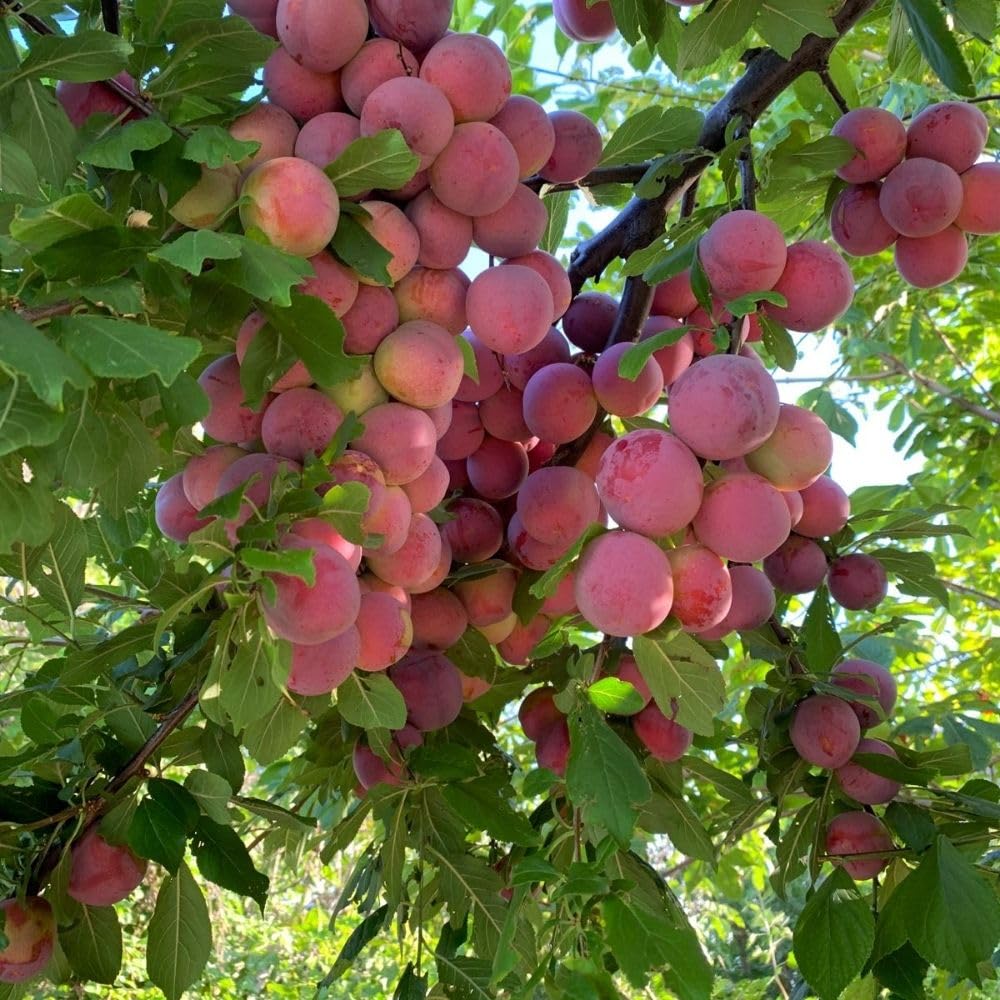 Methley Plum Tree 2-3 Feet Tall in 3 Gallon Pot, Red Purple Plum Plant Live, Hardy PlumsTrees for Planting Outdoor Garden, No Ship to CA