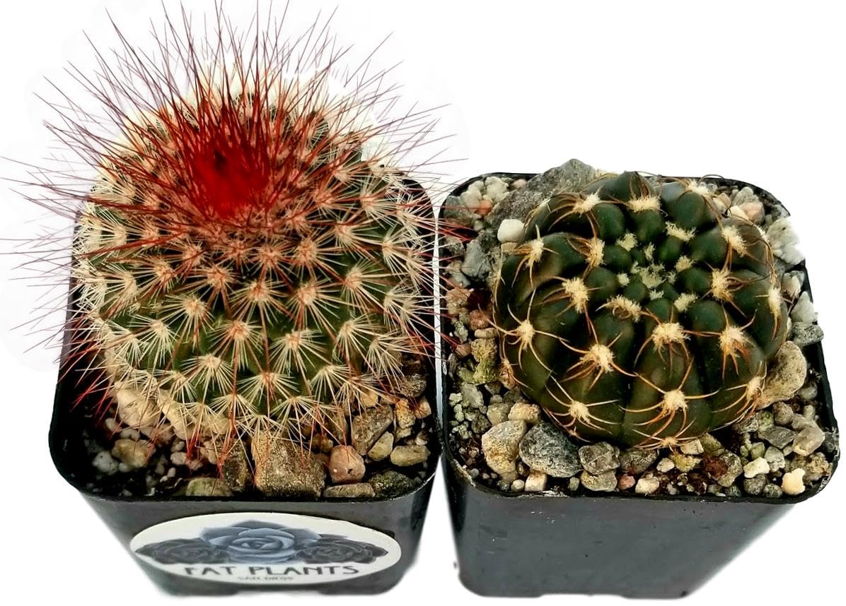 Fatplants Mini Cactus Plants Live Plants (4 Pack), Cactus Plant Indoor Live Plants, Cacti Plants Live Cactus Decor, Succulents Plants Live Houseplants, Mini Cactus Gifts in Cactus Soil Potting Mix