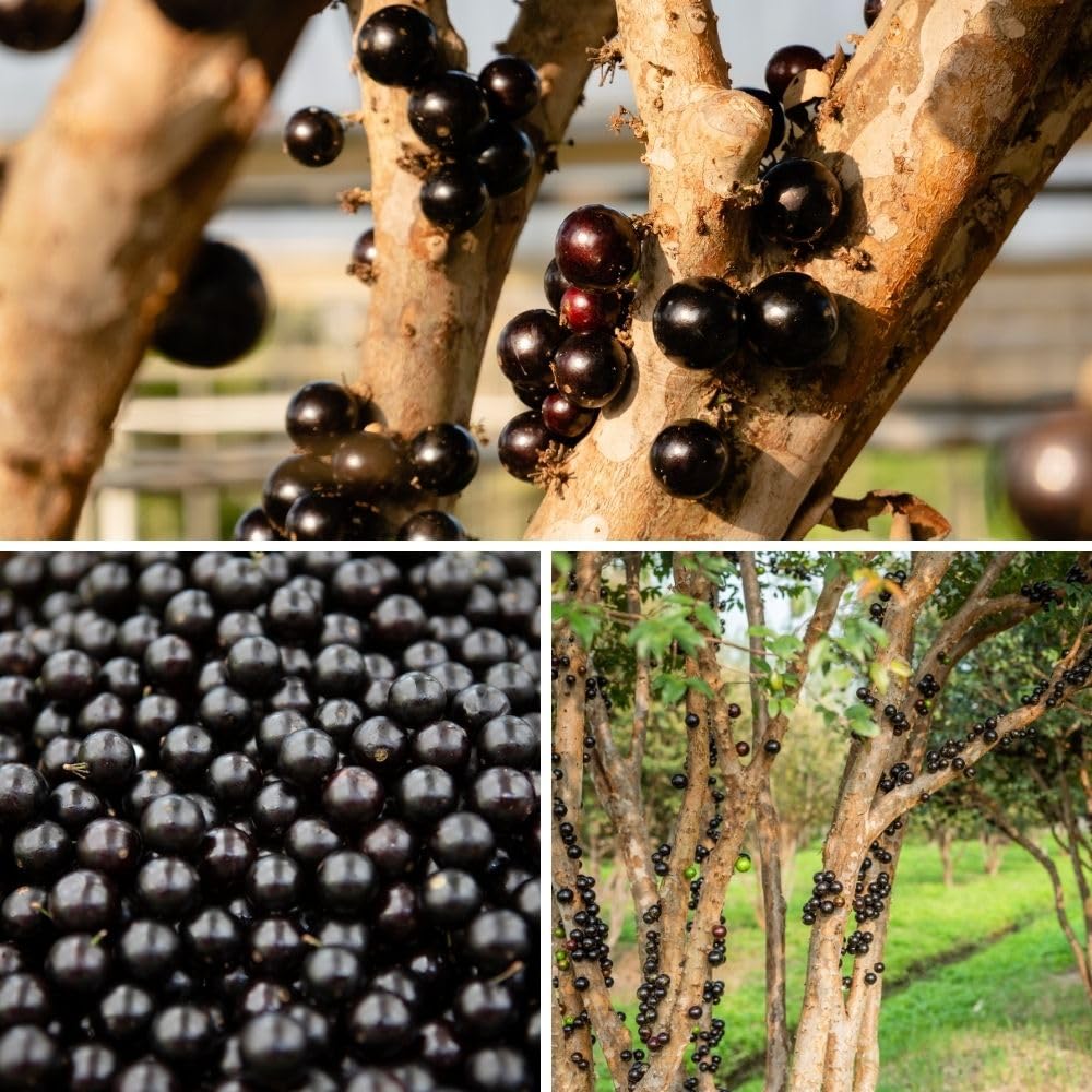 Black Jaboticaba Tree Live Plant 2-3" Tall, Grape Jaboticaba Trees 3 Gallon Pot, Hardy Jabuticaba Tree for Indoor or Outdoor Growing, No Ship to CA
