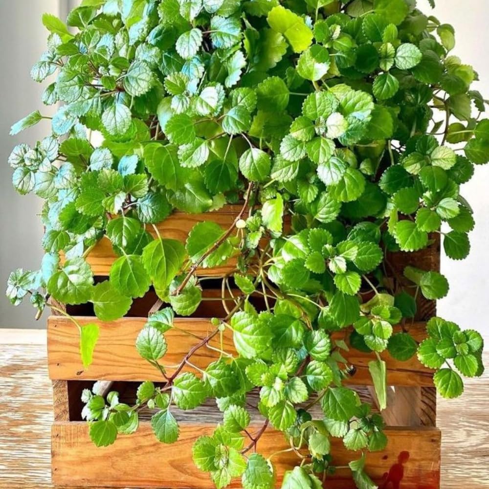 2 Green Swedish Ivy Plants, 3 Inc to 6 Inc Tall Seedling, House Plant Live, Live Swedish Ivy Plants, Swedish Ivy Live Plants