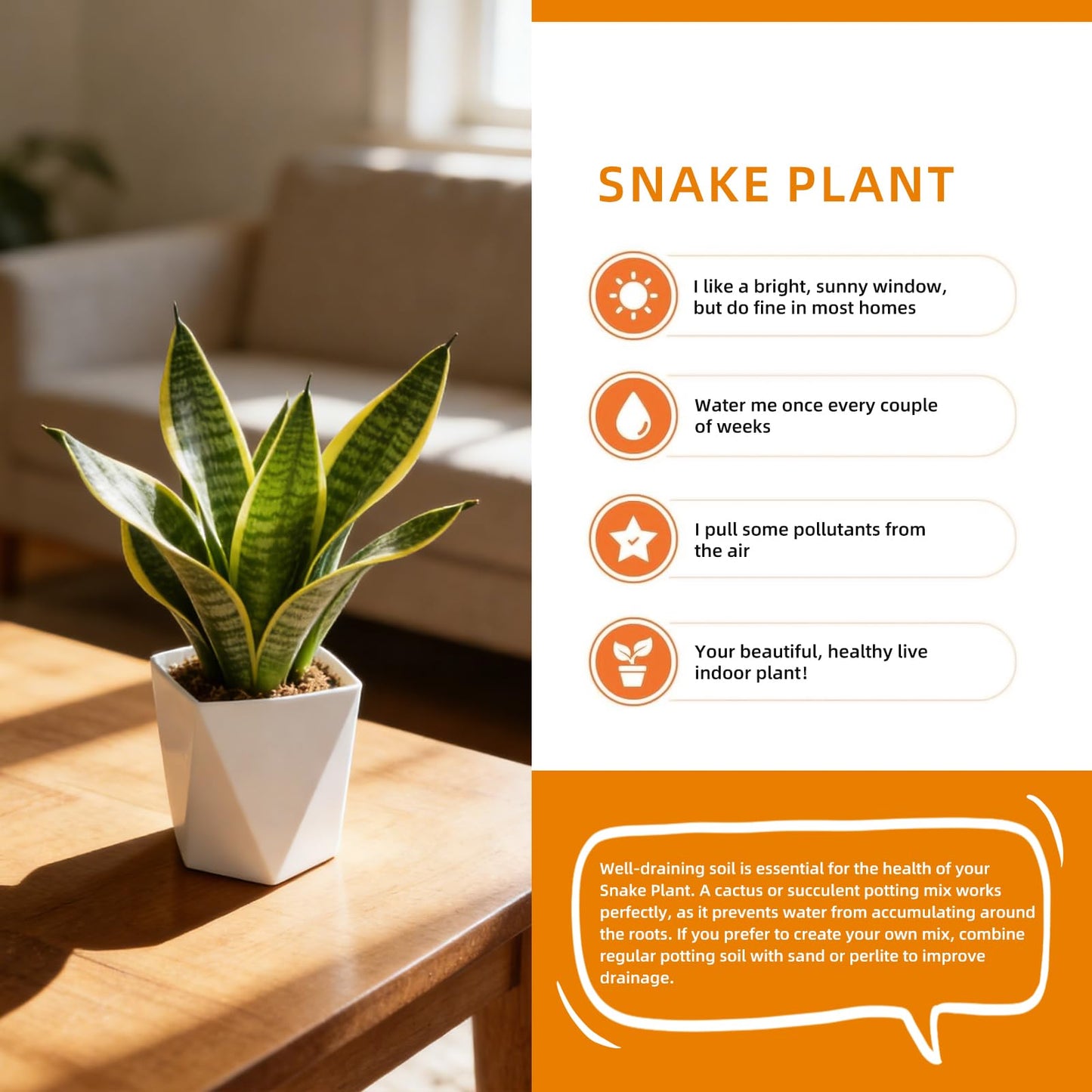 Live Snake Plant Indoor Houseplant, 8-10 Inch Sansevieria in Planter, Air Purifying Easy Care Succulent, Low Light Plant for Desk, Office, Bedroom & Tiny Spaces, Perfect Beginner Friendly Gift