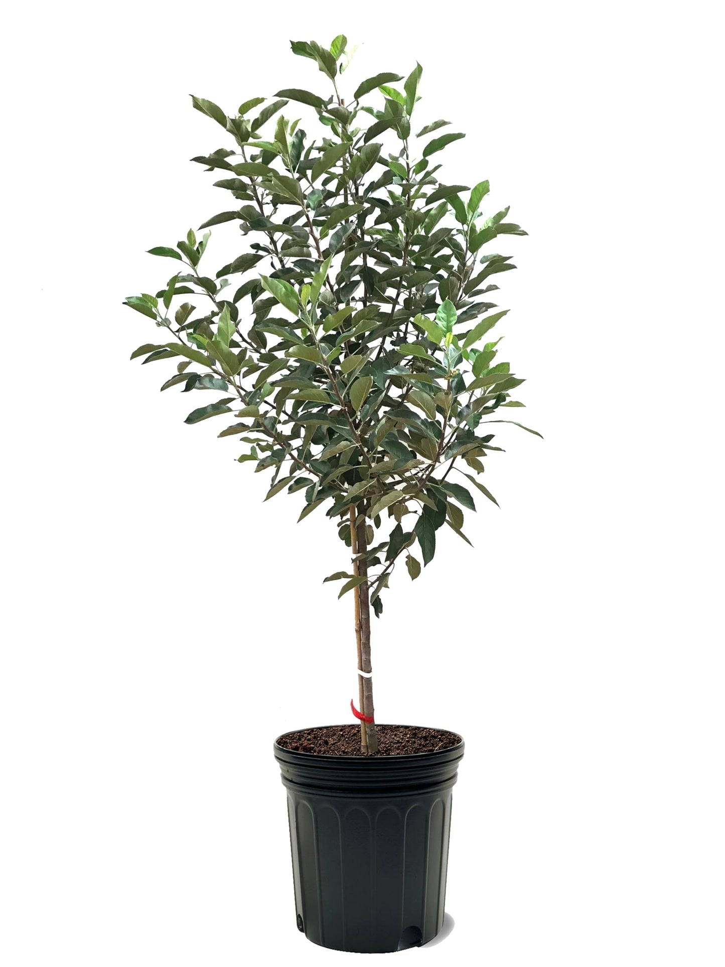 McIntosh Apple Tree, Premier Size, Fruits 2 Years Faster, Largest Deliverable Size, 7 gal. Nursery Pot (Due to Agricultural Laws, we Cannot Ship to CA, AZ, AK, or HI)