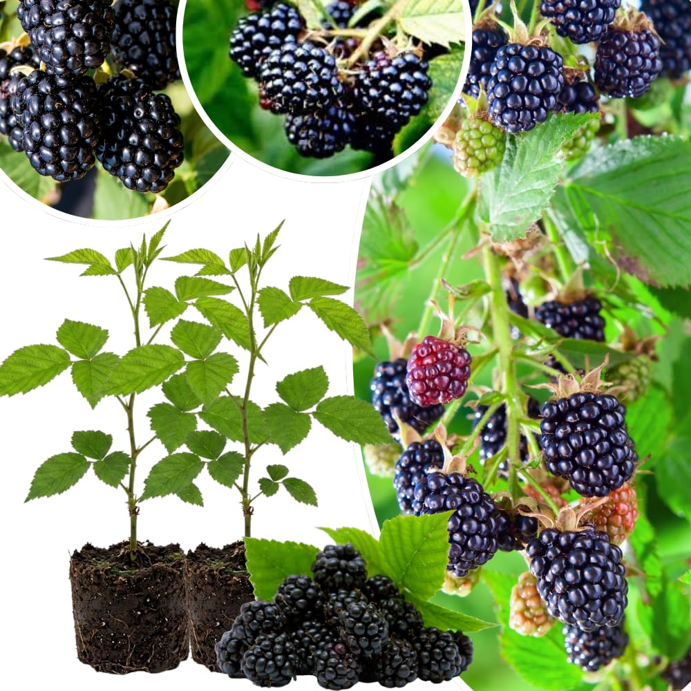 Pack 2 Thornless BlackBerry Plants Live, 4-8 Inch Tall, BlackBerry Bush Live Plant, Sweet Blackberries Fruit Indoor Outdoor (Osage BlackBerry)