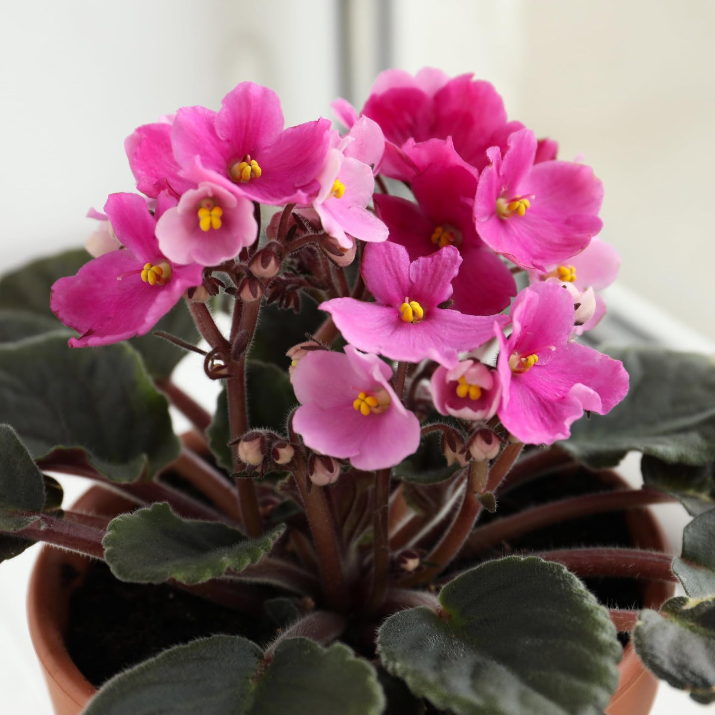 African Violets Live Plant in 4 Inch Pot, Pink Blooms, Perennial Flower Houseplant African Violet Plant for Indoors Outdoor Garden