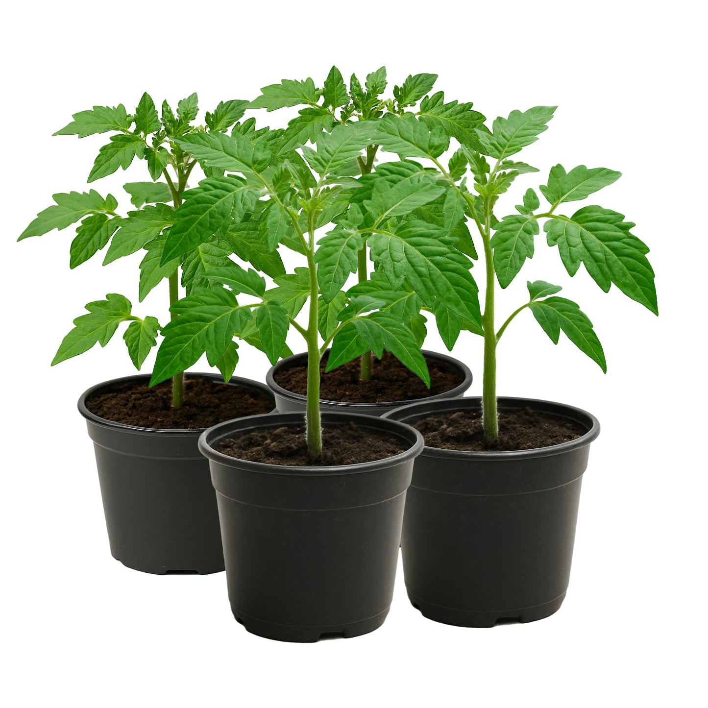 Giant Heirloom Tomato Plant 4-Pack – Mortgage Lifter, Watermelon Beefsteak, Pineapple & True Beefsteak – Large Slicing Tomato Seedlings – Live Garden Plants