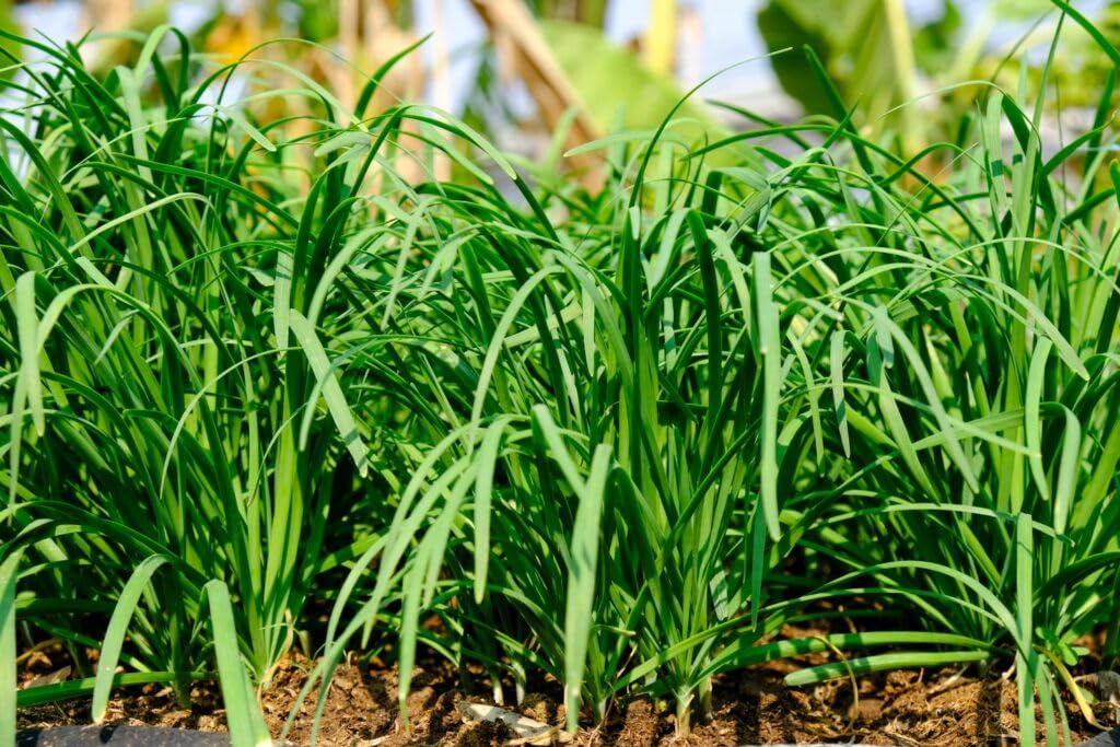 10 Chives Plants Live for Planting Outdoors, Well Rooted, Perennial Plants