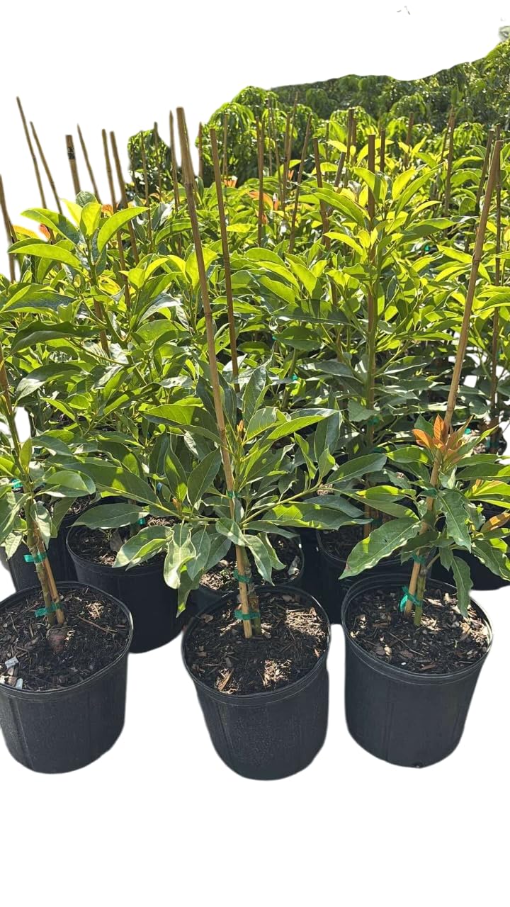 Grafted Avocado Tree Cold Hardy Avocados Plant for Planting, 1 to 2 Feet Tall in 3 Gallon Pot- No Ship CA