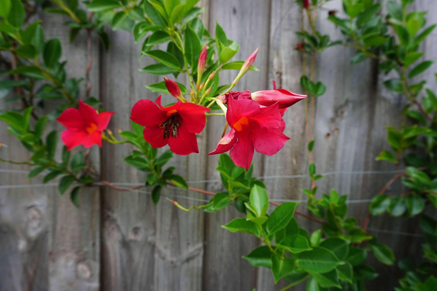 Mandevilla Red Fury Live Plants (5-9") - Pack of 2 (Two) - Deep Crimson Rocktrumpet Vine - Heat Tolerant Tropical Climber - Fast Growing Patio Container Garden - Hummingbird Magnet