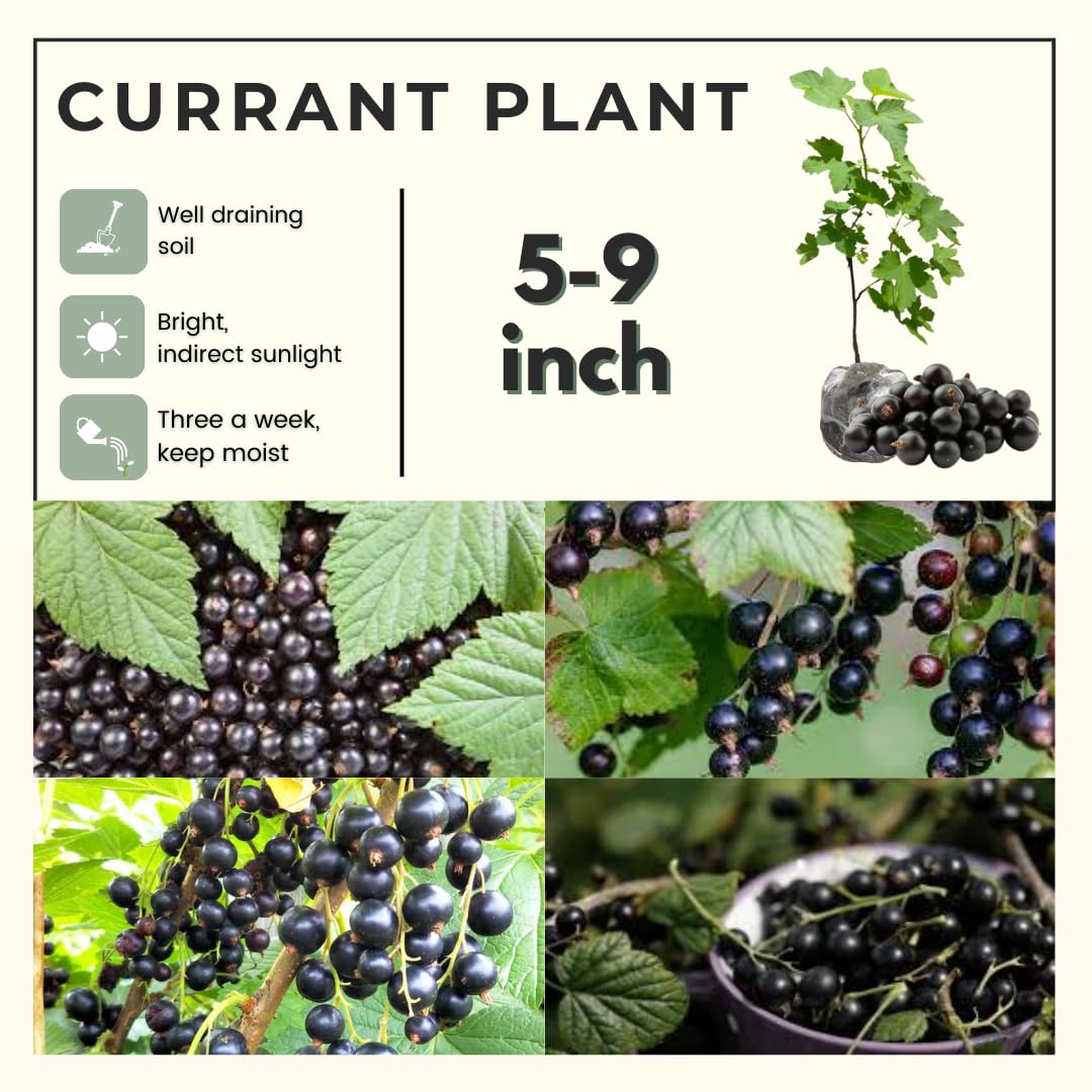 Black Currant Plant Live, Black Curant Bush Live Plant 5-9 Inch Tall, Curant Berry Fruit Tree Well Rooted