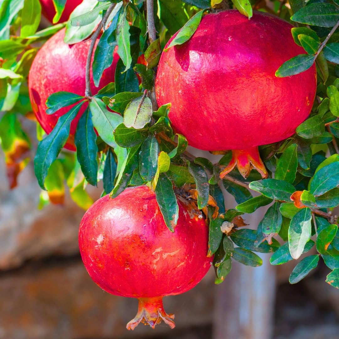 2 Fast-Growing Pomegranate Trees Live Plants, Cold Hardy, Spring Planting, Starter Size from 4 to 8 Inc, Sweet Fruit Tropical Plant