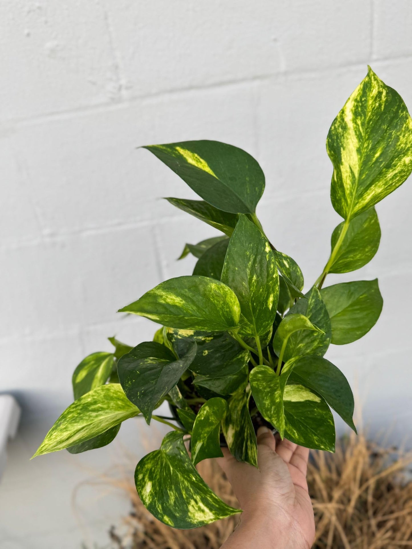 PLANTVERS Golden Pothos in a 6" Grow Pot | Epipremnum Aureum | Devil’s Ivy Indoor Vine | Air Purifying Plant | Low Maintenance & Easy Care Indoor Plant | Tropical Vining Plant | Trailing Houseplant