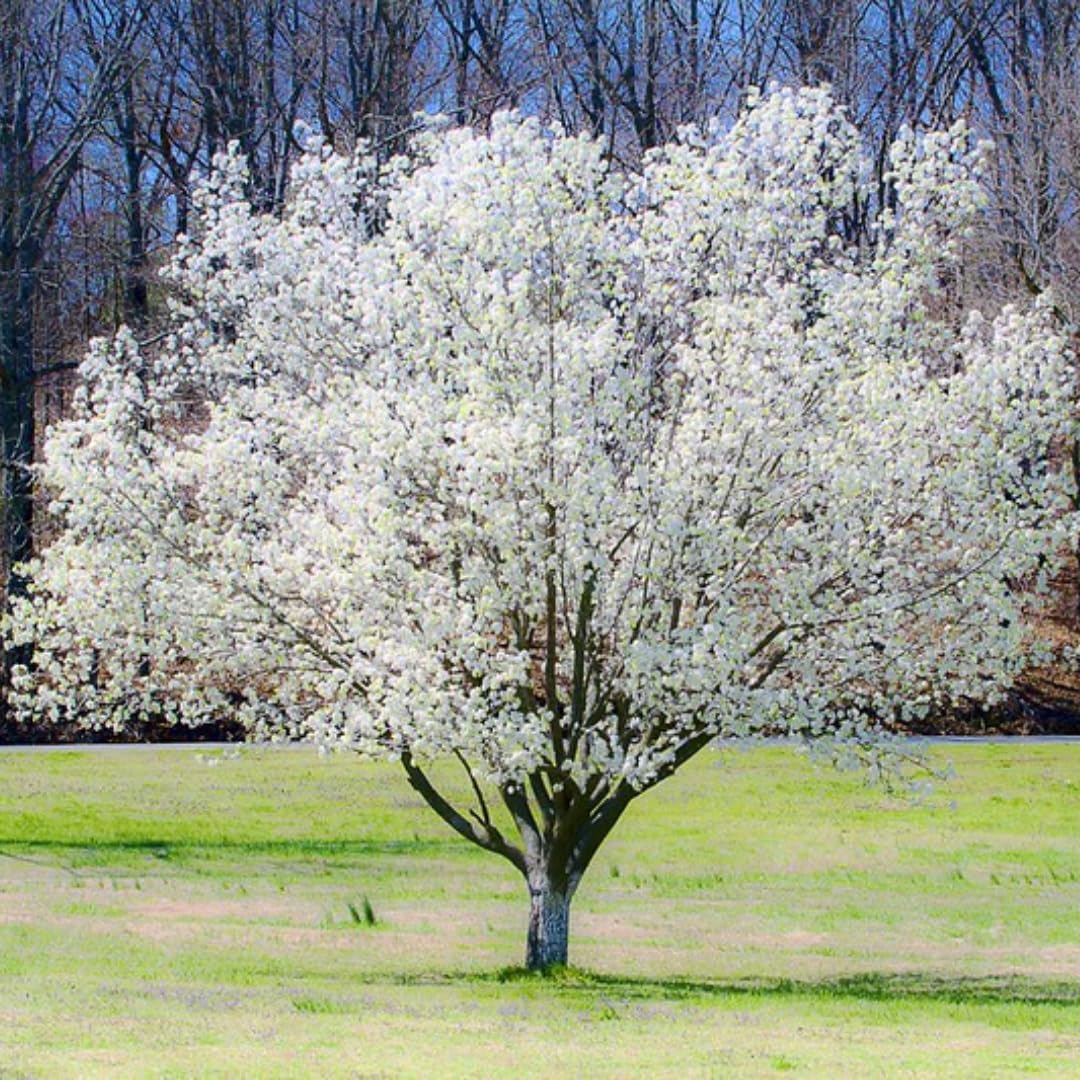 Dormant Dogwood Tree Live Plant, 9 Months Old 6-12 Inch Tall in Quart Pot, Dogwood Tree Potted, Perennial, Well Rooted Plants, Cold Hardy (White Flowering)