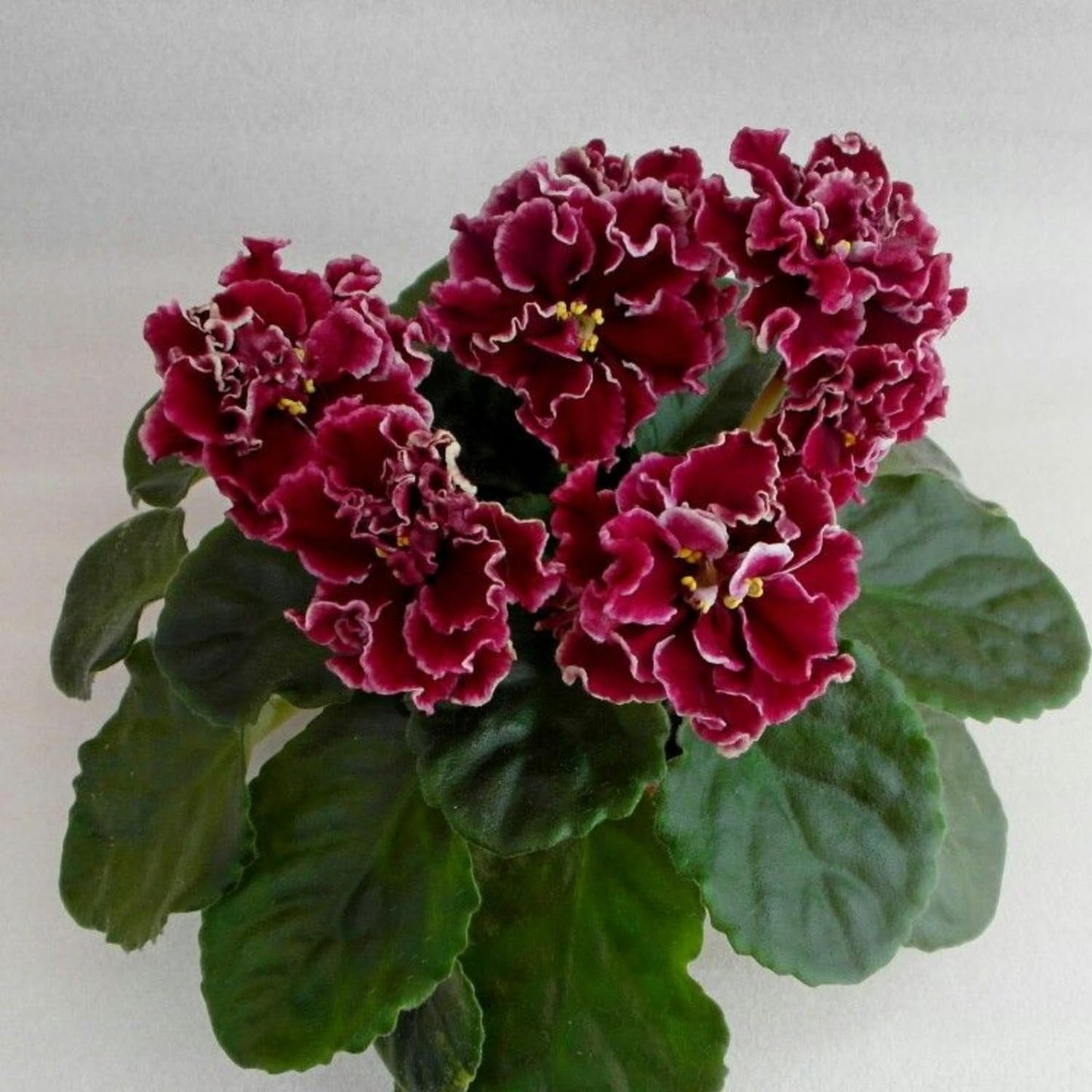 African Violet Plant, Live African Violet Flowers in 4'' Pot, Low-Maintenance Indoor Flowering Plant with Vibrant Blooms (Red Blooms)