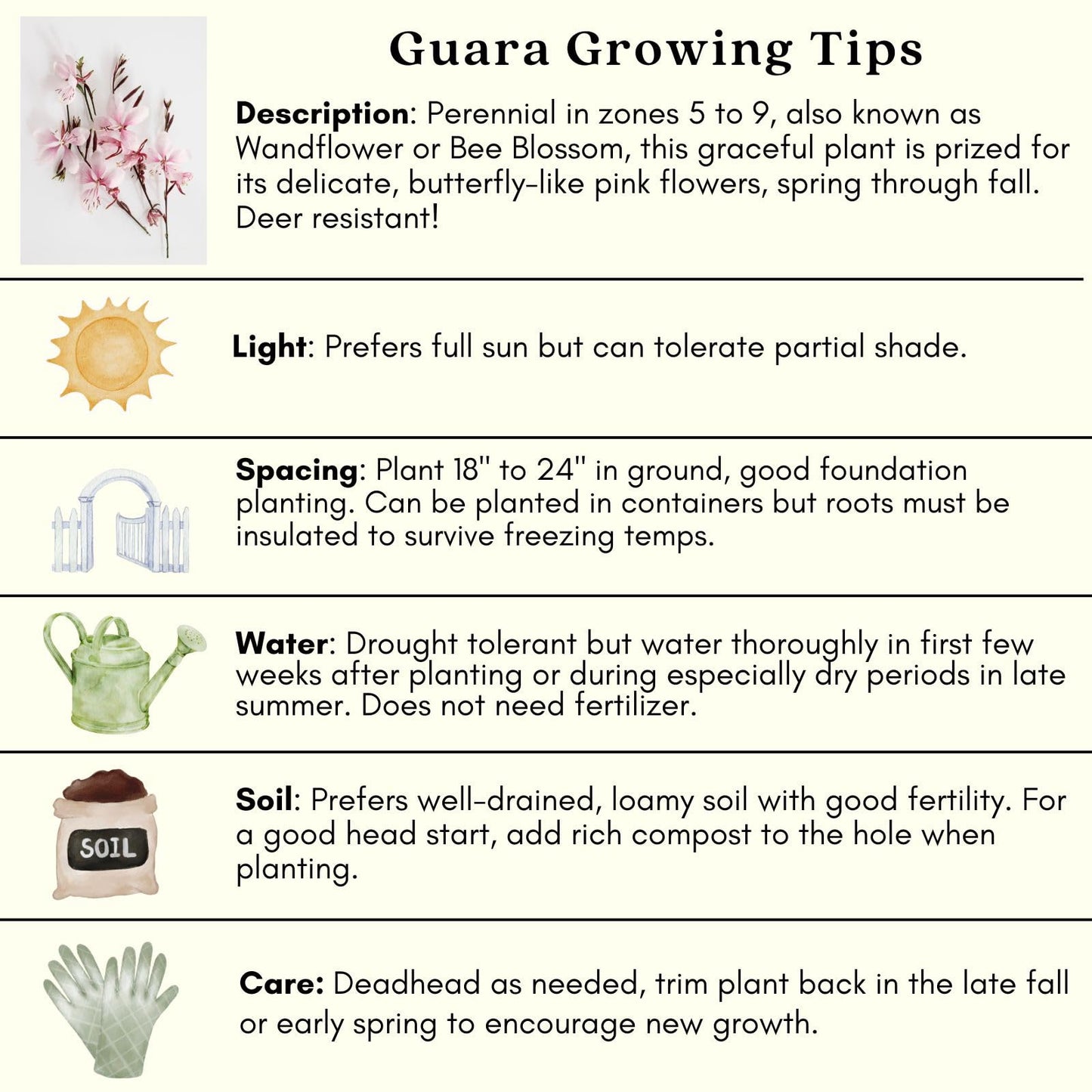 Clovers Garden Gaura Siskiyou Pink Plants - Two (2) Live Plants – Non-GMO - Not Seeds - Each 4" to 8" Tall – in 4" Inch Pots - Perennial, Pollinator Friendly, Continuous Blooms