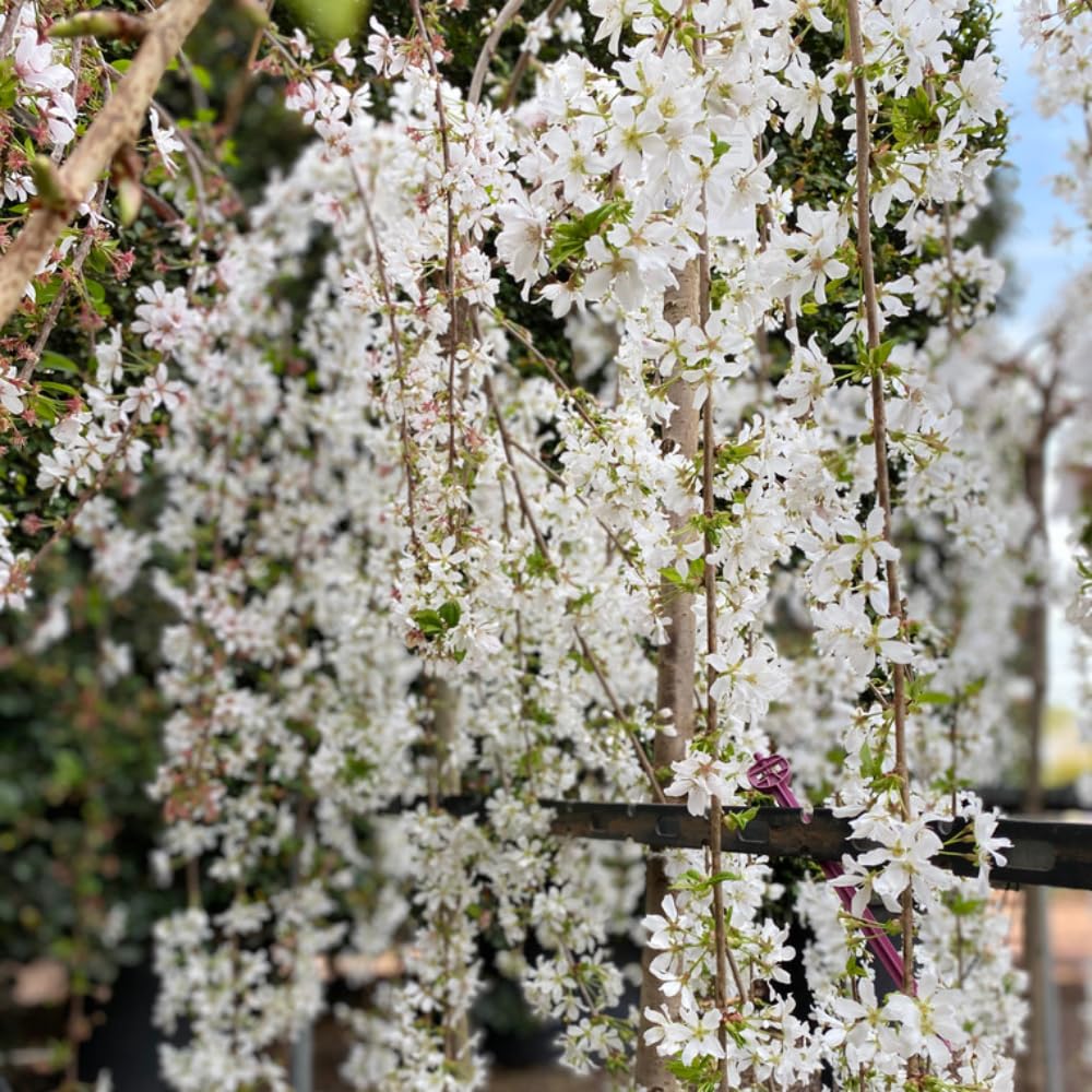 2 Weeping Cherry Blossom Tree Plants, 8 to 12 Inch Tall Live Cherry Blossom Plant in Pot, White Weeping Cherry Blossom Flowers Live Plant, Cherry Blossom Tree Live Ready to Plant