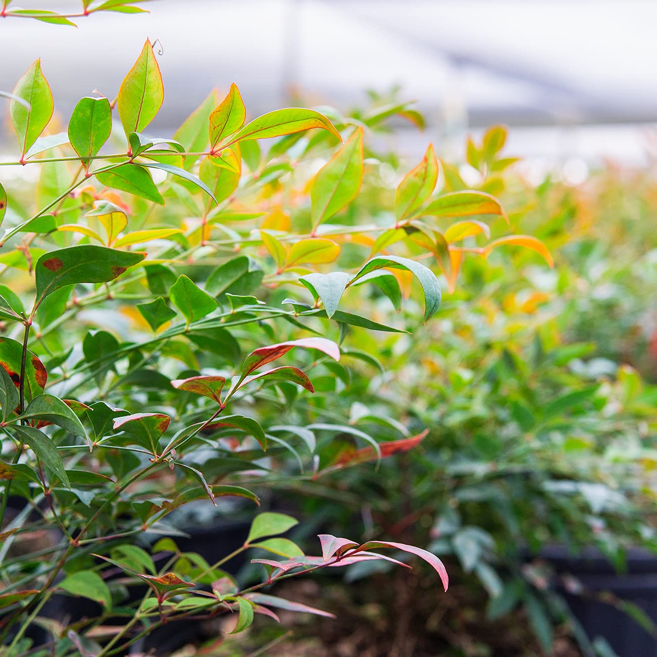 Perfect Plants Gulfstream Nandina 1 Gal. Pot | Heavenly Bamboo | Low Maintenance | Vibrant Color Changing Foliage