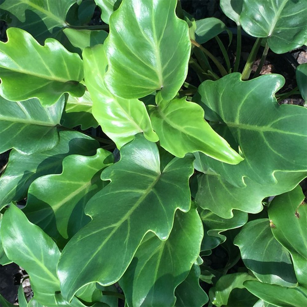 American Plant Exchange Philodendron – Xanadu, 10-Inch Pot, Home and Garden Décor