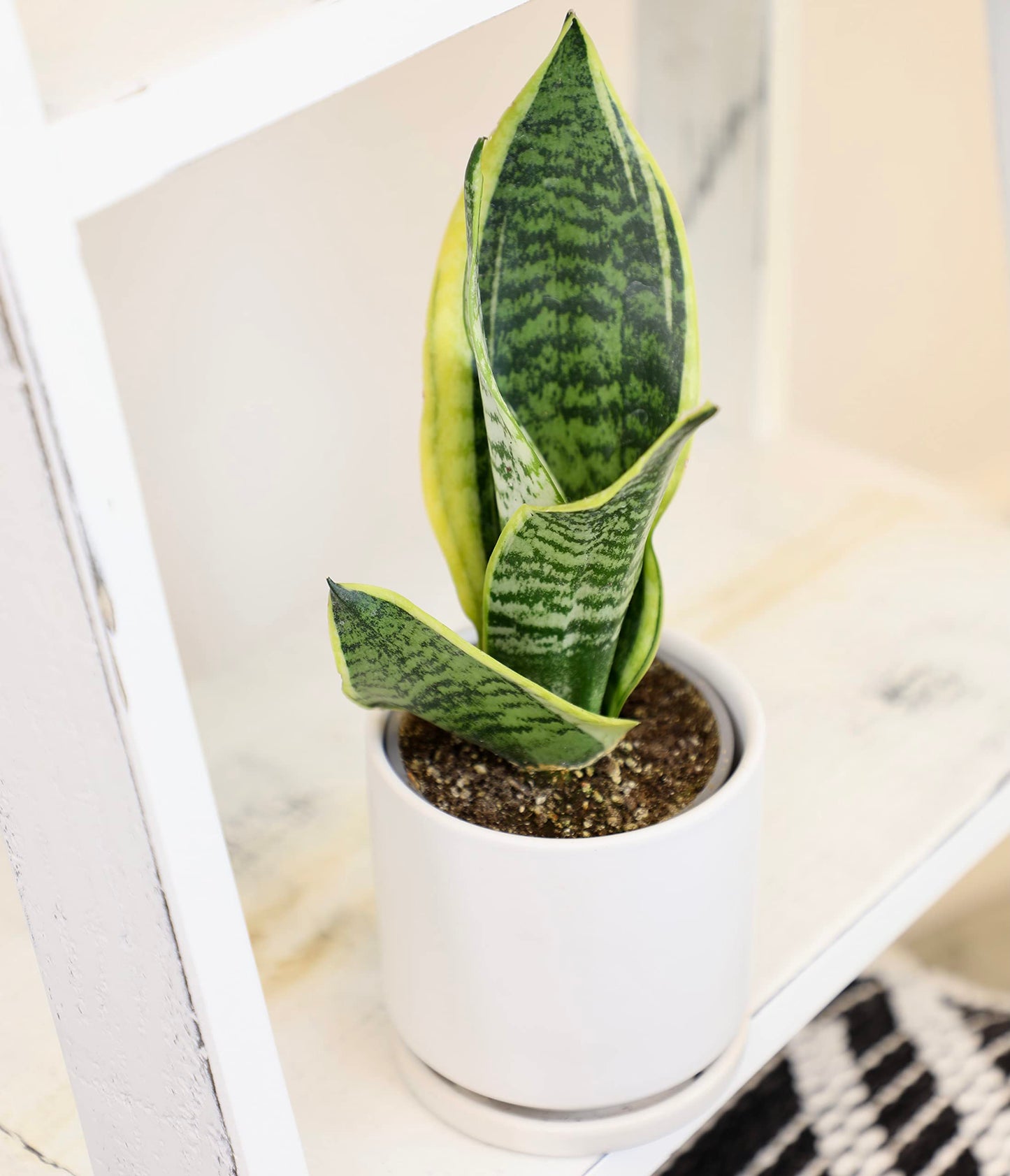 Money Tree Plant Indoor House Plants, Chinese Money Plant Decor & Altman Plants, Live Snake Plant, Sansevieria trifasciata Superba, Fully Rooted Indoor House Plant in Pot