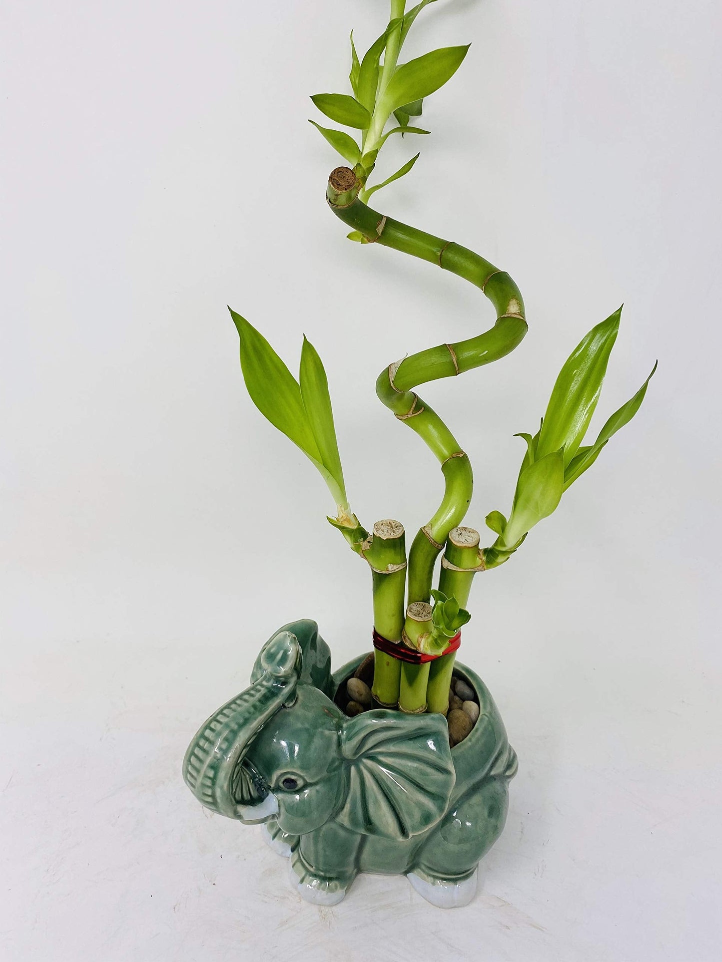 jm bamboo-Lucky Bamboo - indoor house plant bring good luck and Elephant vase good Feng Shui