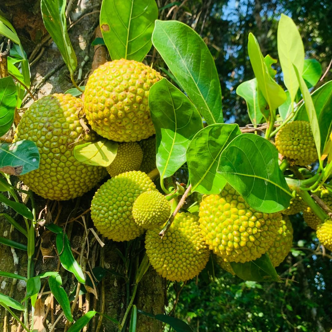 Live Jackfruit Tree Plant High Yield,1 Year Old Potted, 8-14" Tall, Sweet Tropical Fruit for Outdoor Gardens