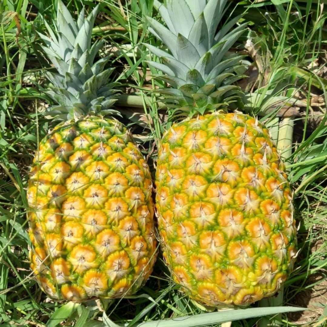 02 Pineapple Plants Live for Outdoor Full Sun Spring Planting, Cold Hardy Fruit Tree Starter from 4-6" in Tall, No Pot (Elite Gold Pineapple)