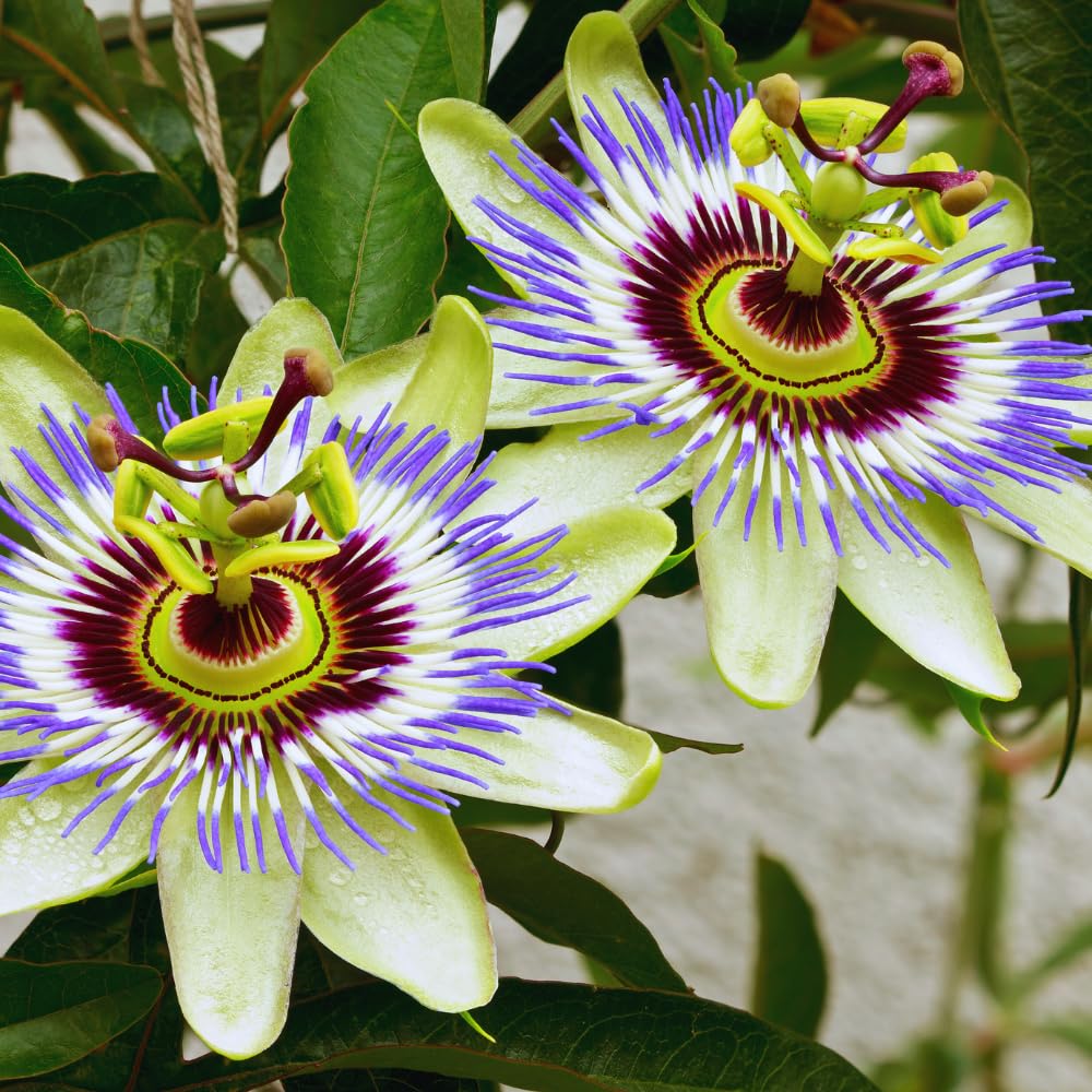 Blue Passion Flower Plant Live, 3 Inc Pot, Passiflora Flowering Vine Live Plant, Easy to Plant