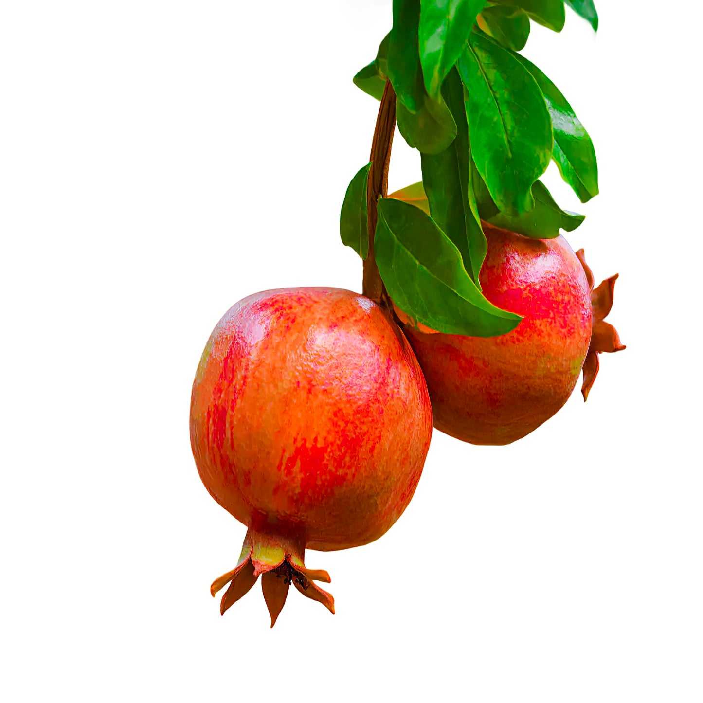 Cold Hardy Russian Pomegranate Tree – Live Fruit Plant, Sweet Juicy Pomegranates, Fast Growing, Drought Tolerant, Hardy Fruit Tree for Home Orchard, Garden, Patio & Containers (1 Gallon/Single)