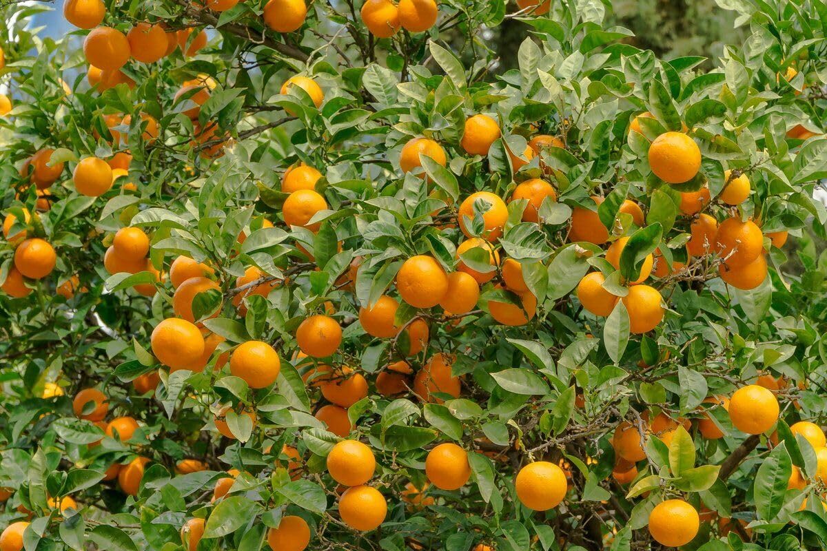2 Valencia Orange Trees - 2-5 Inch Tall Live Plants - Potted Indoor/Outdoor Fruit Seedlings - Citrus sinensis 'Valencia' - (2 Pack)