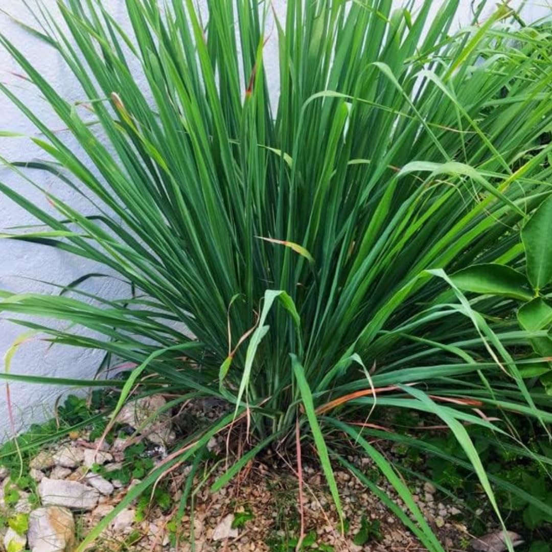 2 Lemon Grass Live Plants, Lemongrass Plant Pot 4'', 10 Inches Tall
