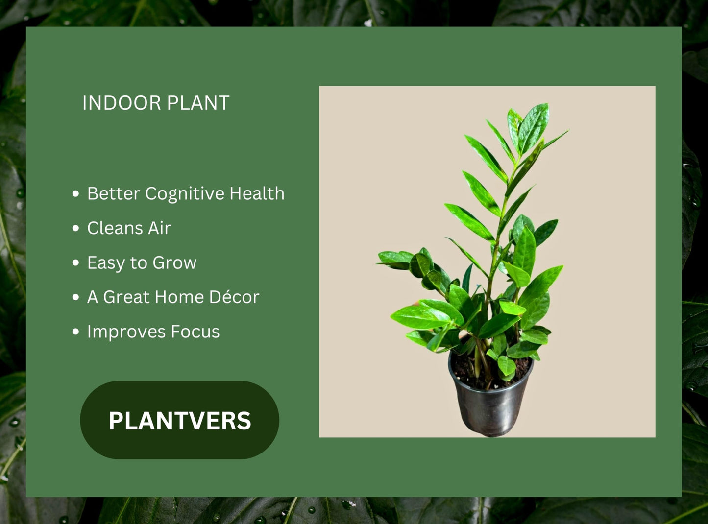 PLANTVERS Green ZZ Plant – Zamioculcas Zamiifolia | Hardy Tropical Foliage with Upright Glossy Leaves | Low-Light Tolerant & Easy Care for Home or Office Display (4" Grow Pot)