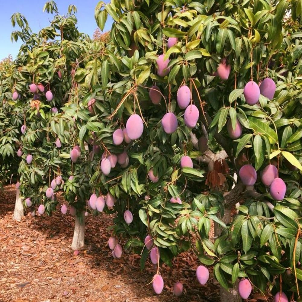 Tommy Atkins Mango Tree 2-3 Gal Pot, Grafted Mango Plant for Backyard Garden Patio, Live Tropical Fruit Tree