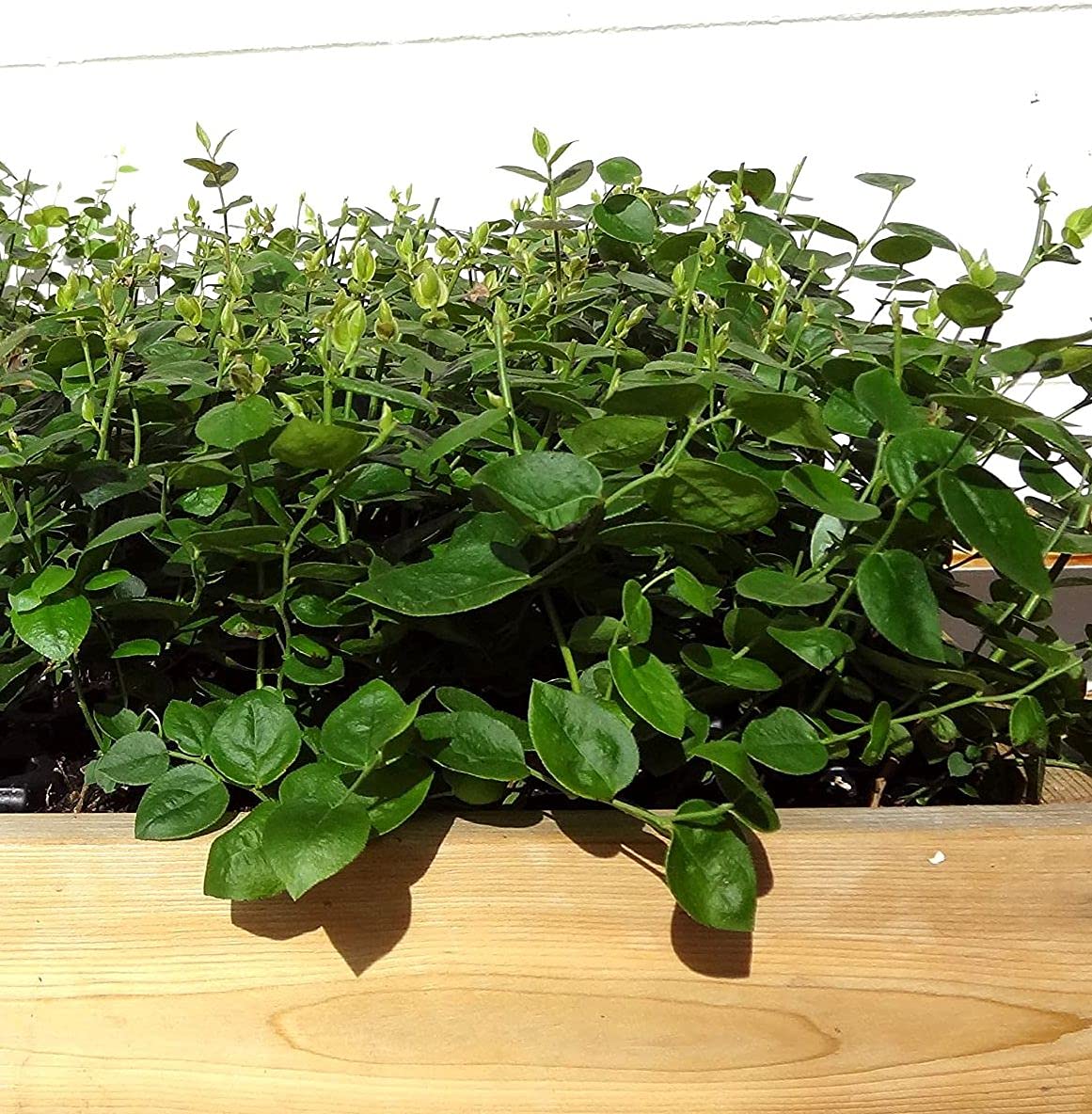 Two Healthy Live Plants of Blueberry Plants "Top Hat" - 4" ~ 6" Tall Each