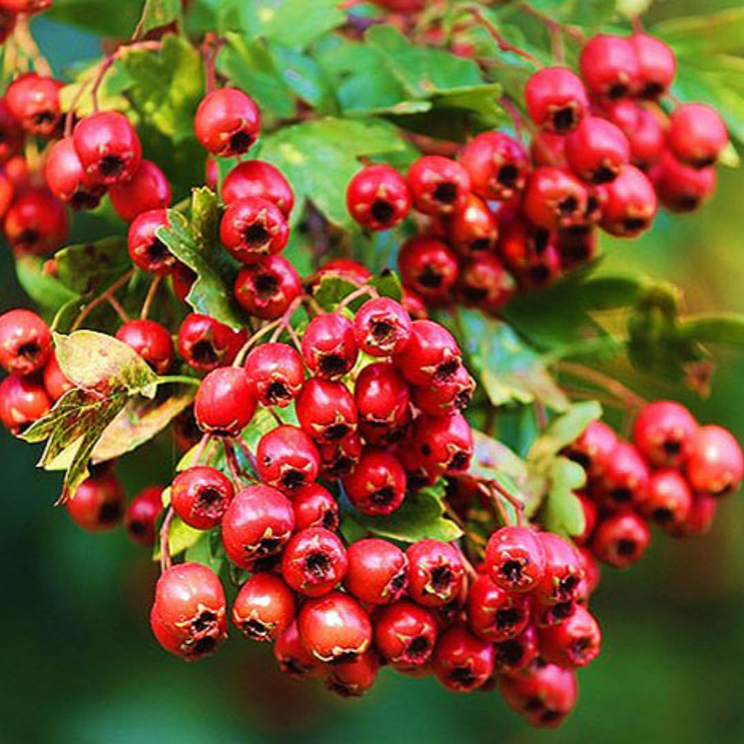 Blueberry Plant in 1 Gallon Pot, 1-2 Ft Tall, Pink Lemonade Blueberry Tree for Planting, Well Rooted and Cold Hardy Blueberry Tree, No Ship to CA