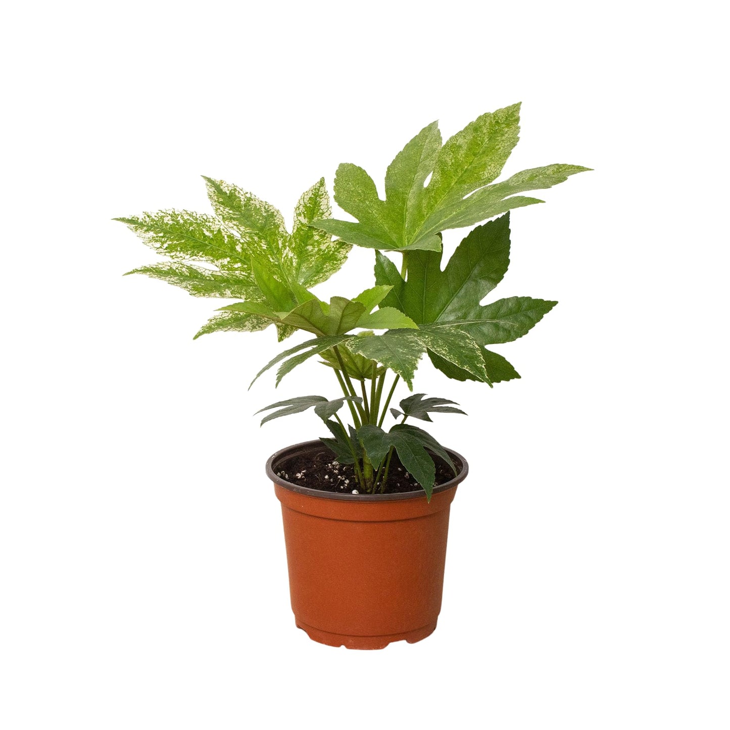 Fatsia 'Spider's Web' | Live Plant for Indoor & Outdoor | for Living Room, Office, Bathroom | (6" Pot)