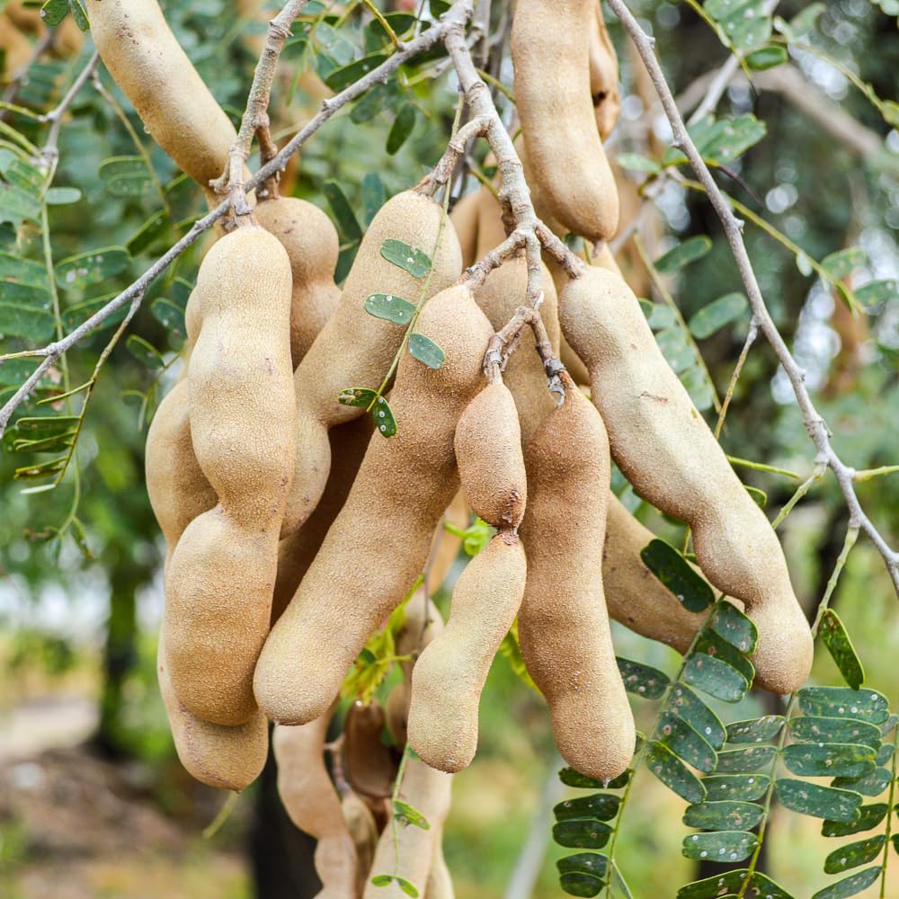 Tamarind Live Plant, Tamarind Tree for Planting, Fruit Perennial Tropical Plants, 2 to 3 feet Tall in 1 Gallon Pot