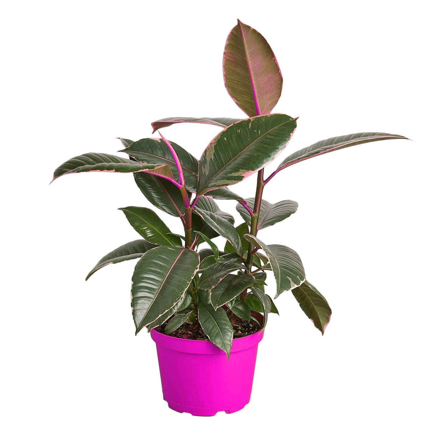 10 Pack Ficus Elastica 'Tineke' - 6" Pot in 6in Pot - Live Tropical Houseplant - Easy to Grow | Air Purifying | Variegated | USA Growers | The Snobby Leaf